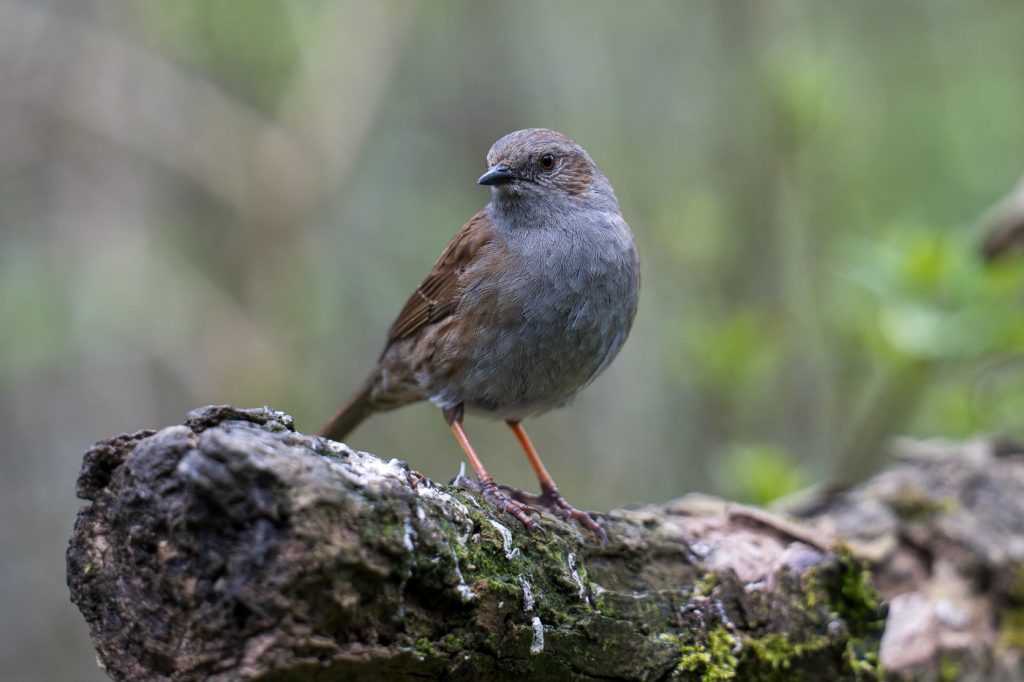 Sample 01 Dunnock Dsc6764