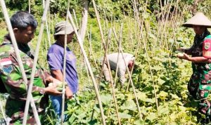Dukung Ketahanan Pangan, Babinsa Koramil Sentani Turun ke Lahan Pertanian