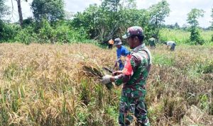 Sinergi TNI dan Petani, Babinsa Koramil Senggi Bantu Warga Panen Padi Gogo