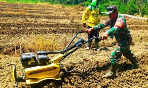 Wujudkan Swasembada Pangan, Babinsa Skanto Dampingi Petani Olah Lahan Cabe