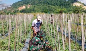 Tingkatkan Produktivitas Pertanian, Anggota Kodim 1701/Jayapura Bantu Petani Pruning Tomat