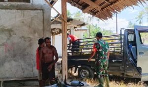 Bakti Teritorial Prima: Babinsa Kemtuk Gerisi Lestarikan Budaya Perbaiki Balai Adat Suku Samon