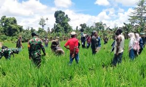 Babinsa Koramil Senggi Kawal Kunjungan Kerja Tim PKET Tinjau Program Pertanian di Kampung Woslay SP2