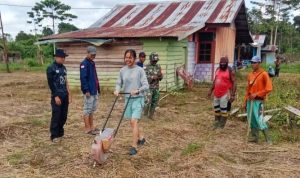 Dorong Ketahanan Pangan, Babinsa Koramil 1701-06/Senggi Dampingi Petani Tanam Jagung Varietas Bisma