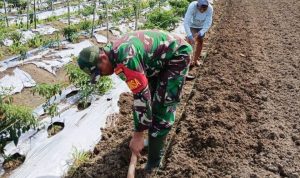 Babinsa Skanto Turun ke Ladang Bantu Petani Buat Bedengan