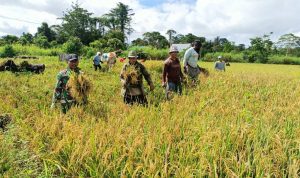 Panen Raya Padi di Kampung Woslay Perkuat Ketahanan Pangan