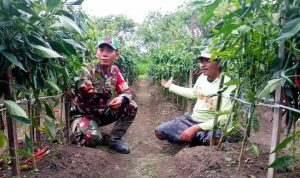 Babinsa Koramil Skanto Dampingi Petani Cabai, Wujud Nyata Dukungan TNI untuk Ketahanan Pangan di Keerom