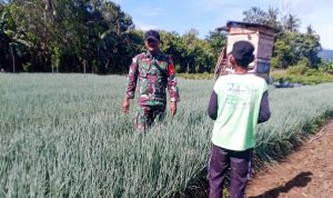 Bantu Petani Bawang, Babinsa Arso Wujudkan Kepedulian TNI AD di Perbatasan