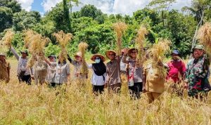 Sinergi Babinsa Nimboran dan Kelompok Tani Nenem Sukses Panen Perdana Padi Gogo
