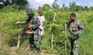 Wujud Kepedulian Terhadap Ketahanan Pangan, Babinsa Kodim 1701/Jayapura Bantu Warga Panen Cabai