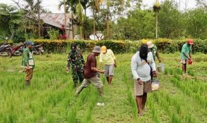 Dorong Produktivitas Padi, Babinsa Senggi Turun Langsung ke Lapangan Pastikan Pemupukan Sesuai Teknis