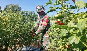 Dorong Peningkatan Ekonomi dan Ketahanan Pangan, Babinsa Koramil 1701-23/Skanto Dampingi Petani Panen Cabai