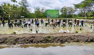 Tanam Padi Perdana Yonif TP 815/WGT, Kodim 1701/Jayapura Siap Berkolaborasi Mantapkan Ketahanan Pangan di Wilayah Perbatasan