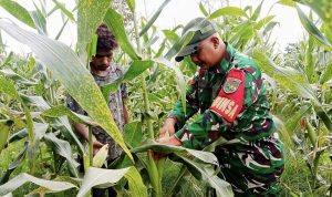 Perkuat Swasembada Pangan Babinsa Koramil 1701-23/Skanto Dampingi Panen Jagung Petani