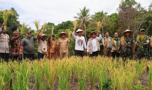 Babinsa Koramil Depapre Bersama Kelompok Tani Perkuat Ketahanan Pangan Gelar Panen Perdana Padi Ladang