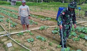 Pendampingan Intensif Babinsa untuk Warga: Dari Kebun Kol Hingga Ketahanan Pangan