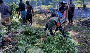 Harmoni Natal, Babinsa Airu Hadiri Tradisi Bakar Batu Perayaan Natal Suku Lani dan Wati