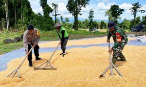 Babinsa-Bhabinkamtibmas Skanto Dampingi Petani Panen Jagung