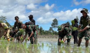 Batalyon Infanteri TP 809/NTM Berpartisipasi Aktif dalam Penanaman Perdana Padi dan Program Cetak Sawah Rakyat di Sarmi