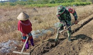 Babinsa Koramil Skanto Turun ke Sawah Dampingi Pembuatan Bedengan Petani Semangka