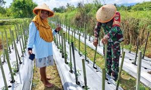Bantu Petani Lokal, Babinsa Dampingi Perawatan Tanaman Cabai Keriting