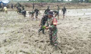 Tuju Swasembada Pangan, TNI dan Pemda Keerom Tanam Padi Perdana