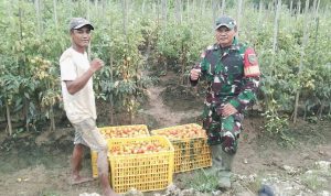 Dongkrak Ekonomi Petani, Babinsa Bantu Panen Tomat di Skanto