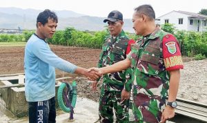 Dampingi Petani Sayur, Babinsa Sentani Dorong Ketahanan Pangan Lokal