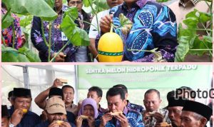 Bupati Tangerang Panen Melon Hidroponik Terpadu di Curug Wetan
