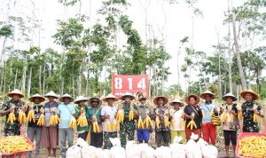 Batalyon TP 814/JZA Gelar Panen Raya Jagung, Ajak Masyarakat Yapsi Perkuat Ketahanan Pangan