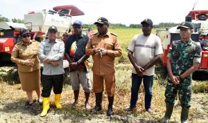 Dandim Merauke Bersama Bupati Laksanakan Panen Raya, Wujud Nyata Dukung Swasembada Pangan