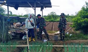 Dongkrak Produktivitas Petani Daun Bawang, Babinsa Berikan Pendampingan