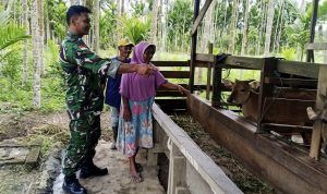 Dorong Usaha Berkelanjutan, Babinsa Bantu Tingkatkan Produktivitas Peternak Sapi