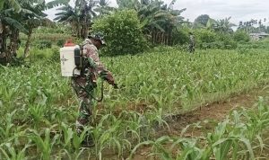 Babinsa Kodim Jayapura Bantu Petani Cegah Hama Jagung di Arso Barat