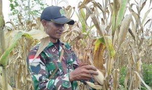 Sulap Lahan Tidur, Koramil 1701-23/Skanto Sukses Panen Jagung Perkasa