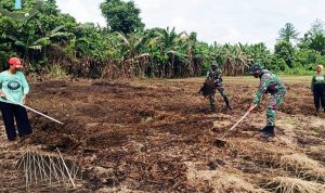Babinsa Bantu Petani Jagung Bersihkan Lahan untuk Tanam Varietas Perkasa