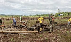 Babinsa Skanto dan Kelompok Tani Gotong Royong Percepat Pemulihan Lahan