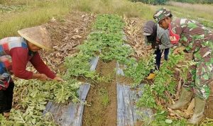 Babinsa Bantu Penataan Batang Semangka Pastikan Tanaman Tumbuh Optimal