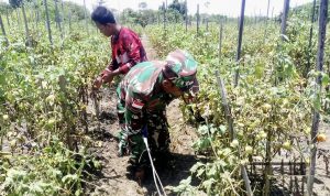 Tingkatkan Produktivitas Petani, Babinsa Skanto Bantu Panen Tomat
