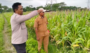 Polsek Kresek dukung Program Pemerintah terkait Ketahanan Pangan
