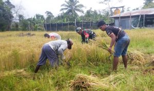 Babinsa Elikobel Turun Ke Sawah, Wujud Nyata TNI Dukung Ketahanan Pangan di Papua Selatan