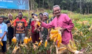 Wujudkan Ketahanan Pangan, Yonif TP 809/NTM Gelar Panen Jagung Bersama Rakyat dan Pelajar di Sarmi