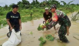 Hujan Rendam Lahan Pertanian, Babinsa Bantu Petani Selamatkan Hasil Panen