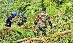Pohon Tumbang Tutup Jalur Yafi-Web, Babinsa Bersama Warga Turun Buka Akses