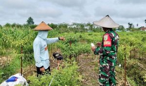 Cegah Gagal Panen, Babinsa Skanto Bantu Petani Cabai