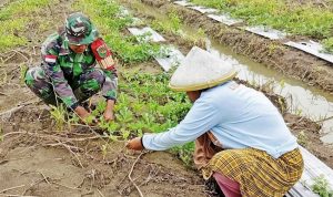 Agar Buahnya Manis, Babinsa Bantu Polinasi Semangka Milik Ibu Jumiati