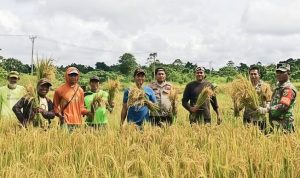 Babinsa di Perbatasan Papua Panen Padi Inpari 32 Bareng Petani