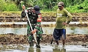 Serda Jodi dan Petani Kompak Siapkan Lahan untuk Tanam Padi