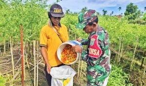 Perkuat Ketahanan Pangan Perbatasan: Serka Taufik Dampingi Petani Panen Cabai