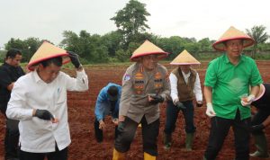 Bupati dan Kapolresta Tangerang Tanam Jagung Hibrida, Dorong Penguatan Ketahanan Pangan
